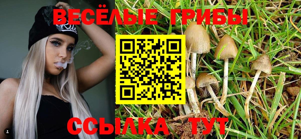 Сланцы  Псилоцибиновые грибы мицелий  Вход с VPN 